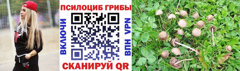 закладка  Находка  Псилоцибиновые грибы мицелий 